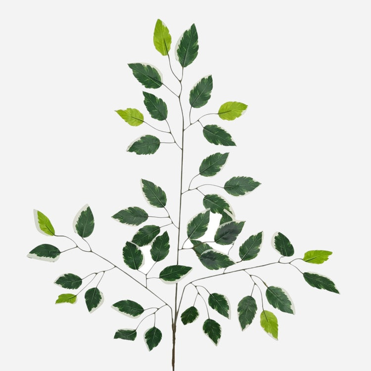 Vihreä-valkoreunainen fiikus tekokasvin oksa 61 cm - Tekokukat