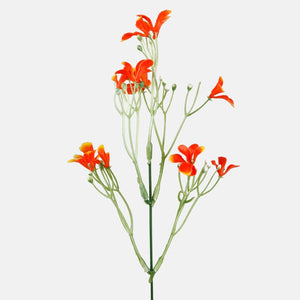 Oranž