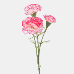 Creme/Rosa
