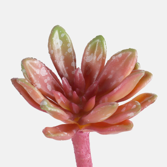 Viininpunainen crassula tekokasvi 13 cm - Tekokukat