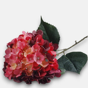 Roosa