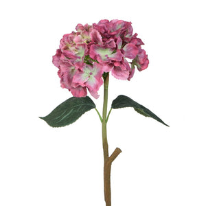 Malva