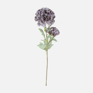 Violetti