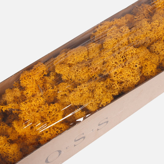 Kuivattu poronjäkälä keltainen 300 g - Tekokukat