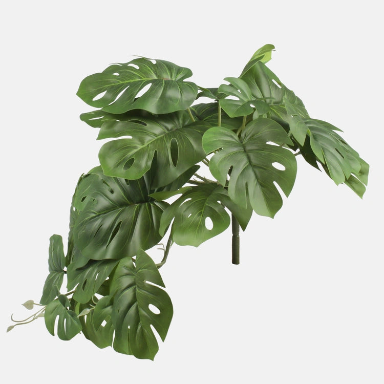 Grön monstera Thai