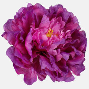 Violetti