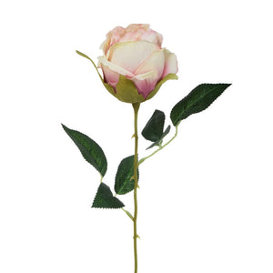 Creme/Rosa
