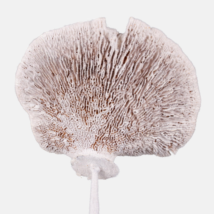 Kuivattu spong-sieni valkoinen 6 kpl 50–56 cm - Tekokukat