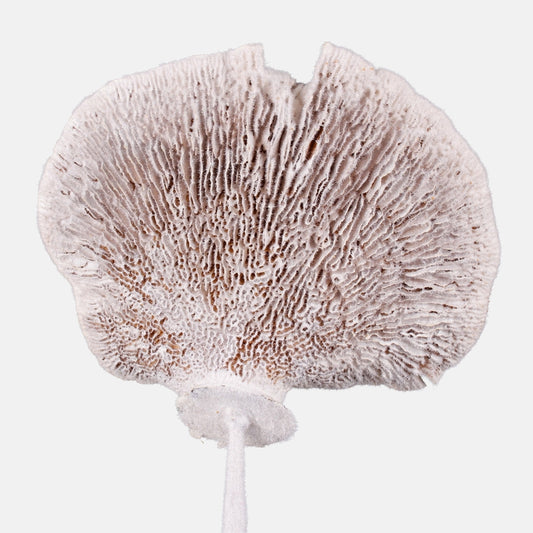 Kuivattu spong-sieni valkoinen 6 kpl 50–56 cm - Tekokukat