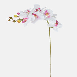 Valkoinen/Violetti